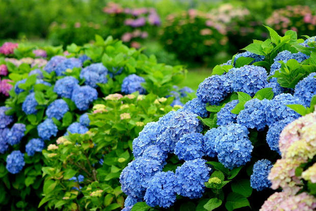 绣球花种籽子混色八仙花种室外庭院盆栽植物蓝绣球花香草植物种子